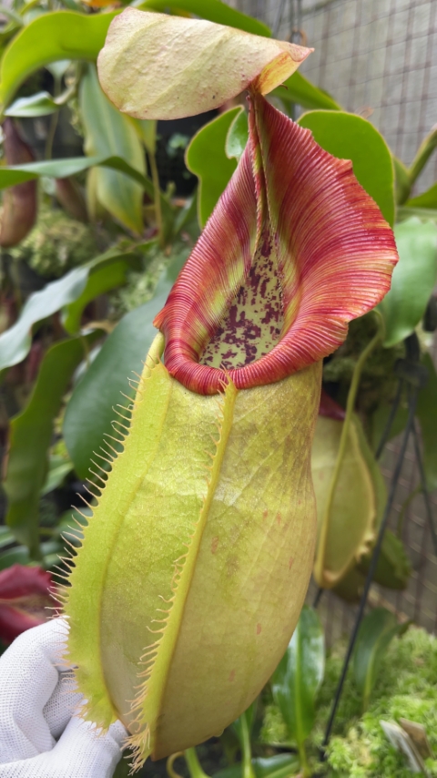 N. spathulata x veitchii