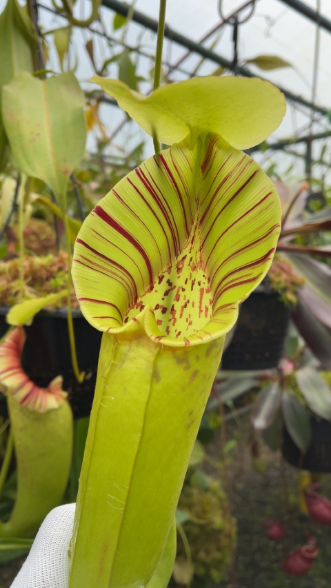 N. robcantleyi x ovata – best selected clone