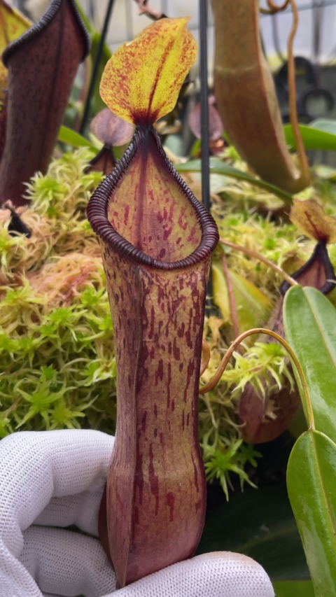 N. hamata x (lowii x tentaculata) - assorted clones