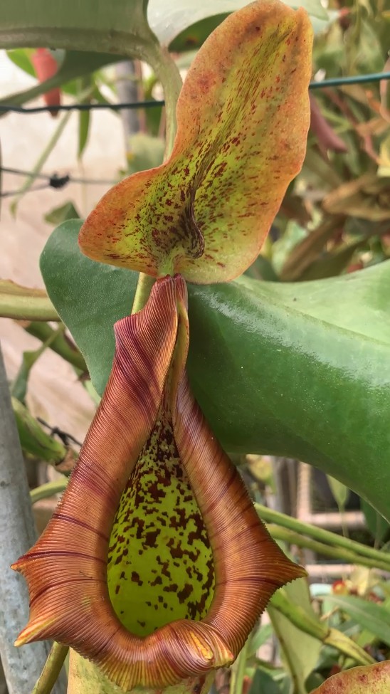 N. truncata – Pasian Highland