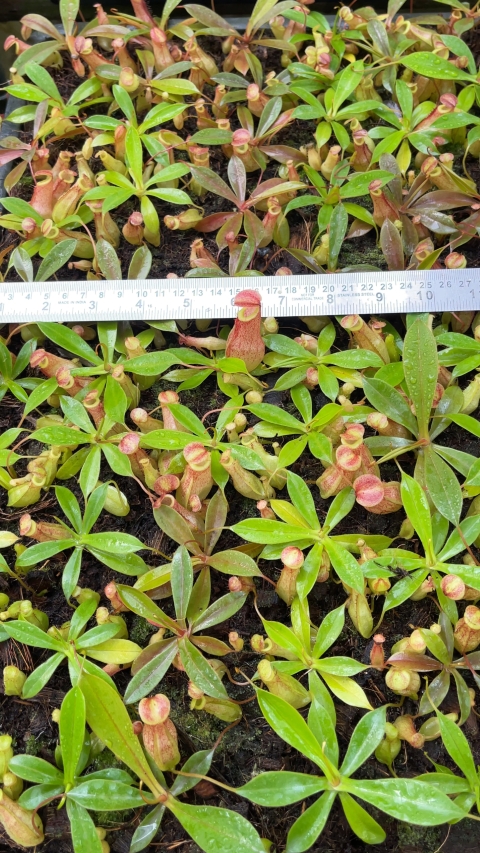 N. eustachya x tenuis - assorted clones