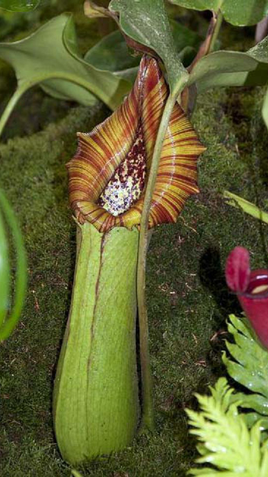 N. truncata – Pasian Highland