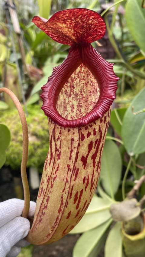N. sibuyanensis x klossii