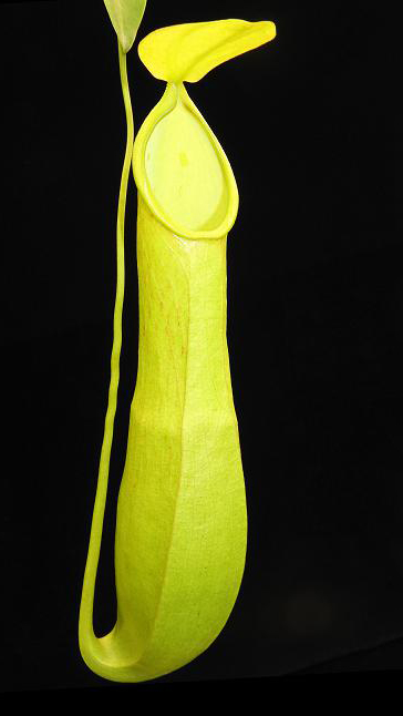 N. burkei x reinwardtiana - assorted clones