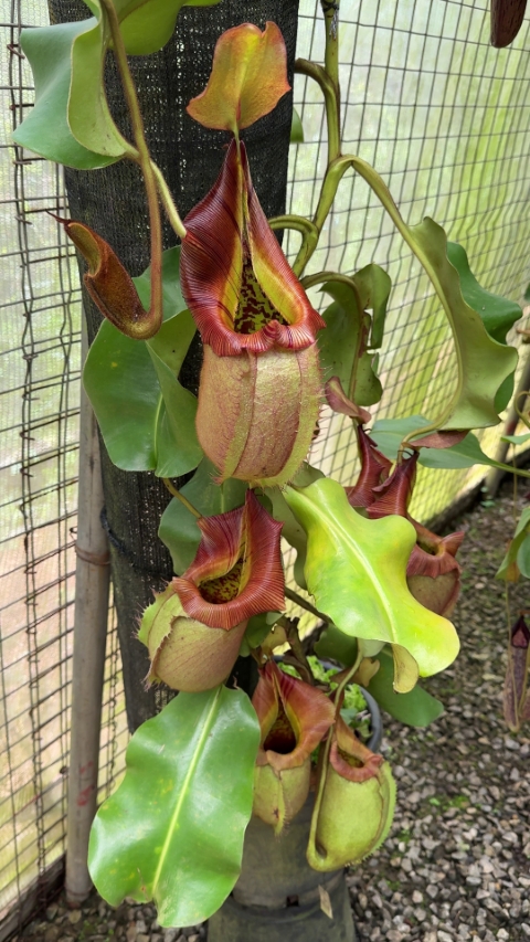 N. robcantleyi x veitchii