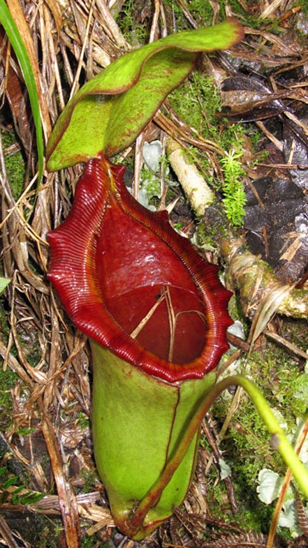 N. rajah x lowii - assorted clones