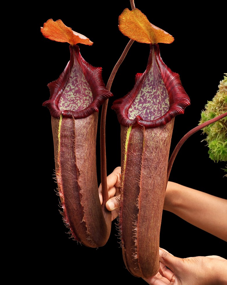 N. densiflora x robcantleyi – assorted clones