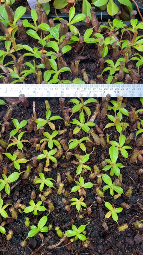 N. ramispina x robcantleyi – best two selected clones