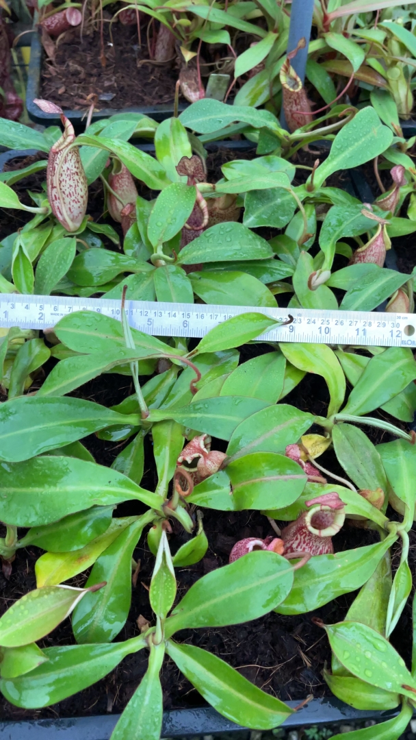 WIP N. spectabilis x veitchii - assorted clones