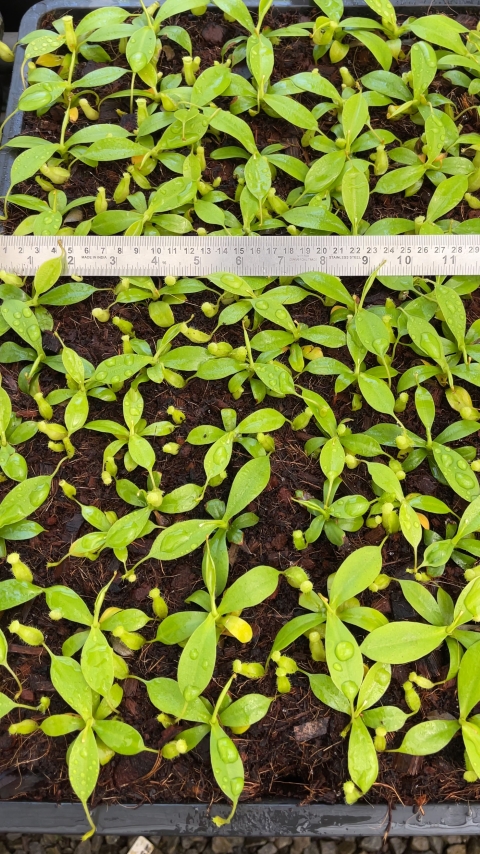 N. burbidgeae x sibuyanensis - assorted clones