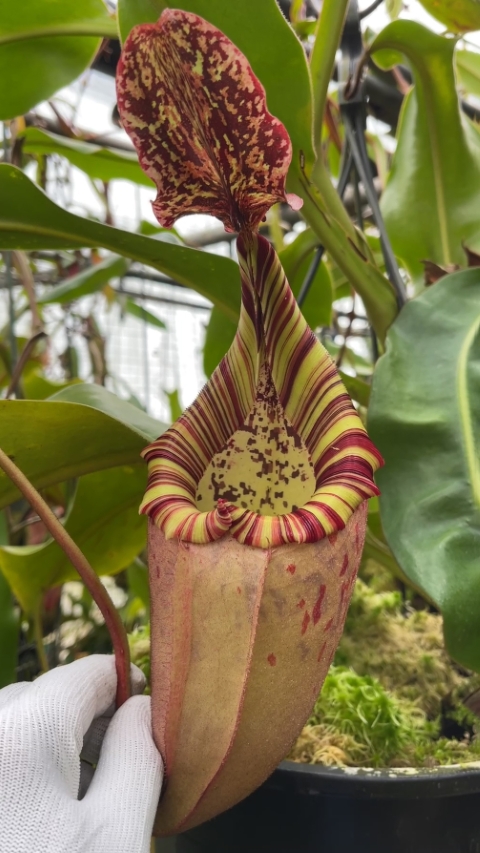 N. burbidgeae x veitchii