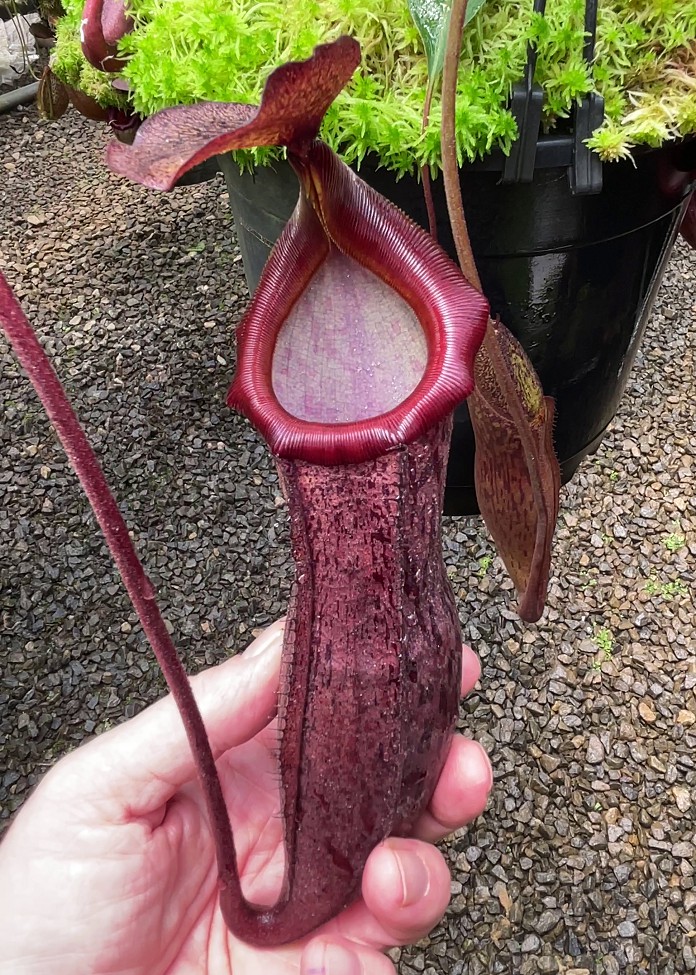 N. boschiana x mira - assorted clones