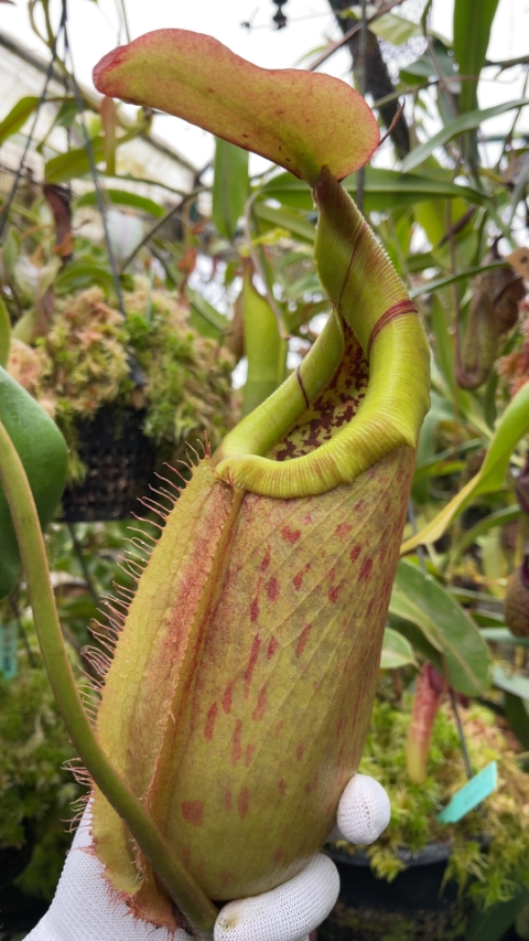 N. robcantleyi x merrilliana - assorted clones