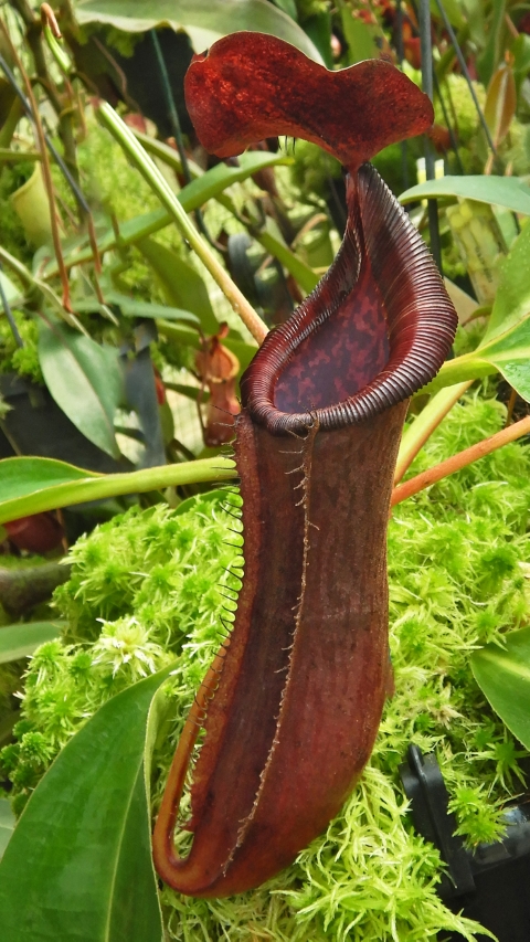 N. boschiana x lowii