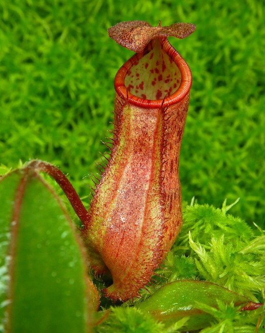 N. albomarginata x attenboroughii - assorted clones