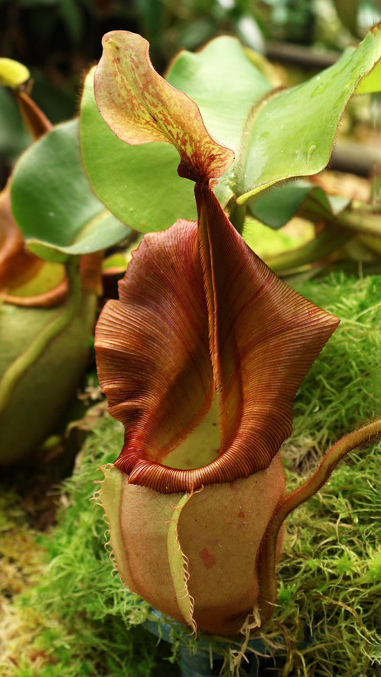 N. veitchii - Bario Highland - grex # 1