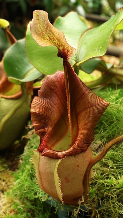 N. veitchii - Bario Highland - grex # 1