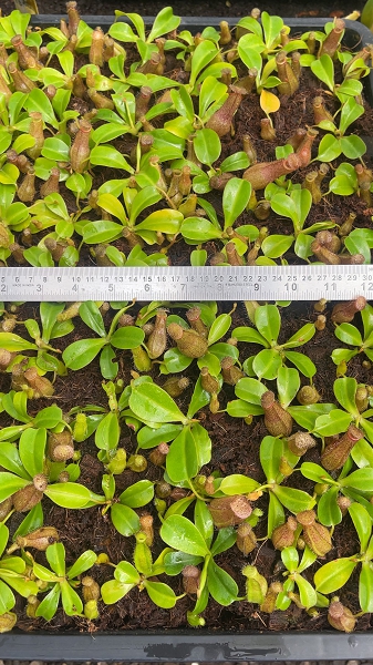 N. ventricosa x robcantleyi – assorted clones