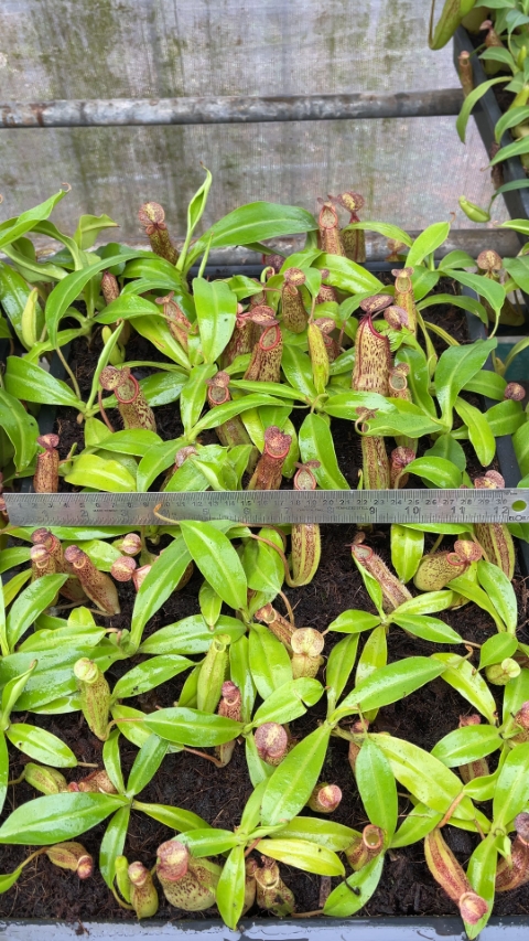 N. samudera - single clone