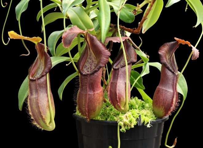 N. spathulata x singalana – assorted clones