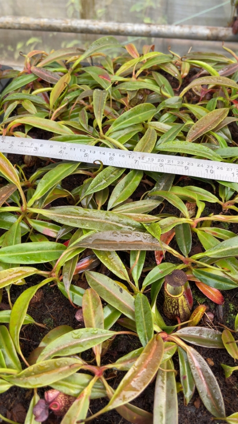 N. ceciliae ‘Mt. Kiamo’ – assorted clones