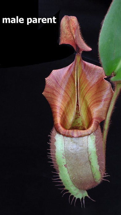 N. glabrata x veitchii - assorted clones