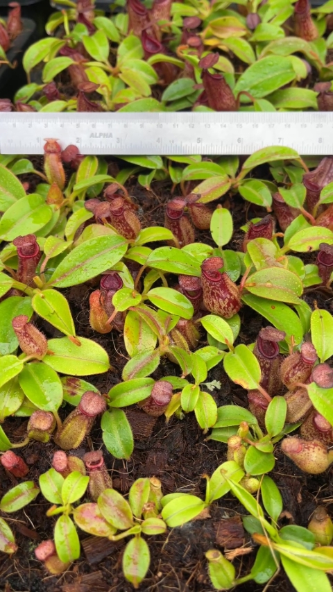 N. petiolata - assorted clones