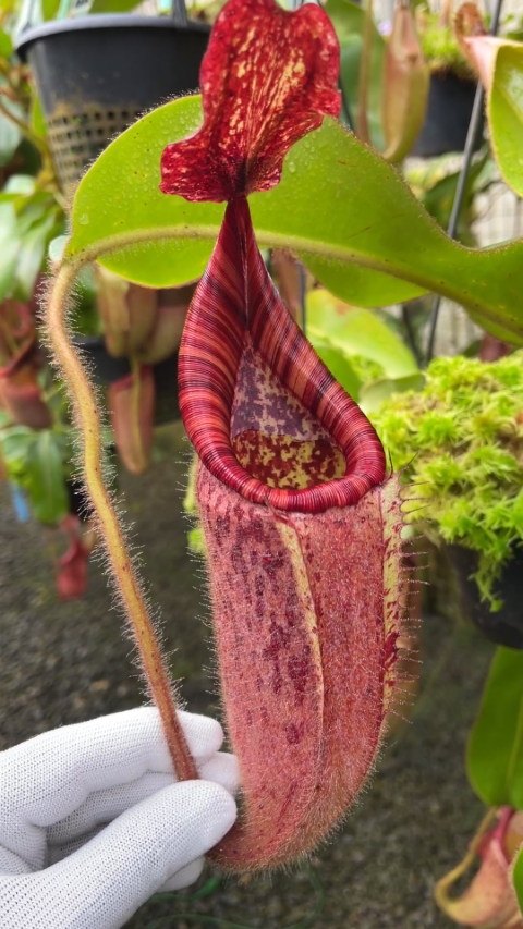 N. glandulifera x veitchii - assorted clones