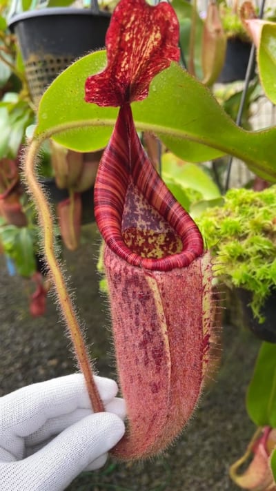 N. glandulifera x veitchii - assorted clones