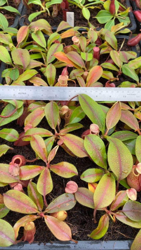 N. veitchii x mira - assorted clones