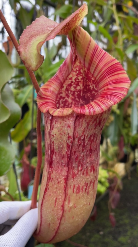 N. (veitchii x lowii) x (burbidgeae x edwardsiana) - assorted clones