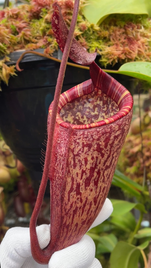 N. peltata x attenboroughii - assorted clones