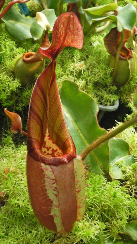 N. veitchii - Bario Highland - grex # 2