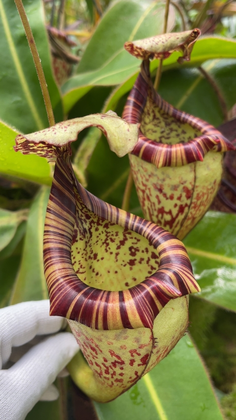 N. burbidgeae x platychila