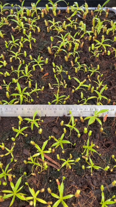 N. jamban – grex # 1 – two selected clones