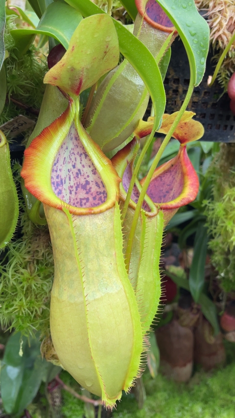 N. spathulata x tobaica – yellow-green