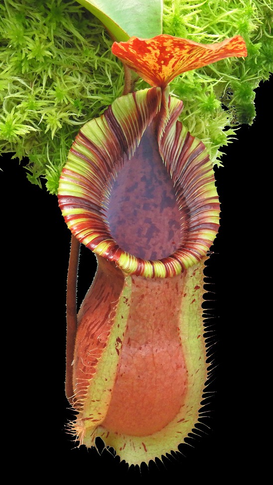 N. hamata x veitchii - assorted clones