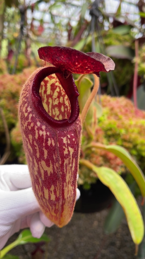 N. klossii - confirmed true clone