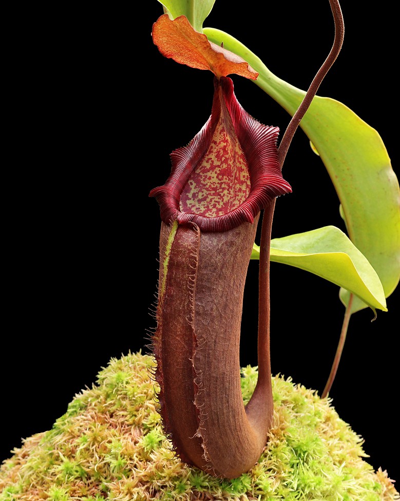 N. densiflora x robcantleyi – assorted clones