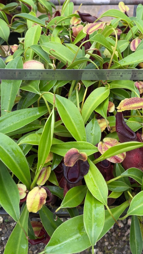 N. spathulata x singalana – assorted clones