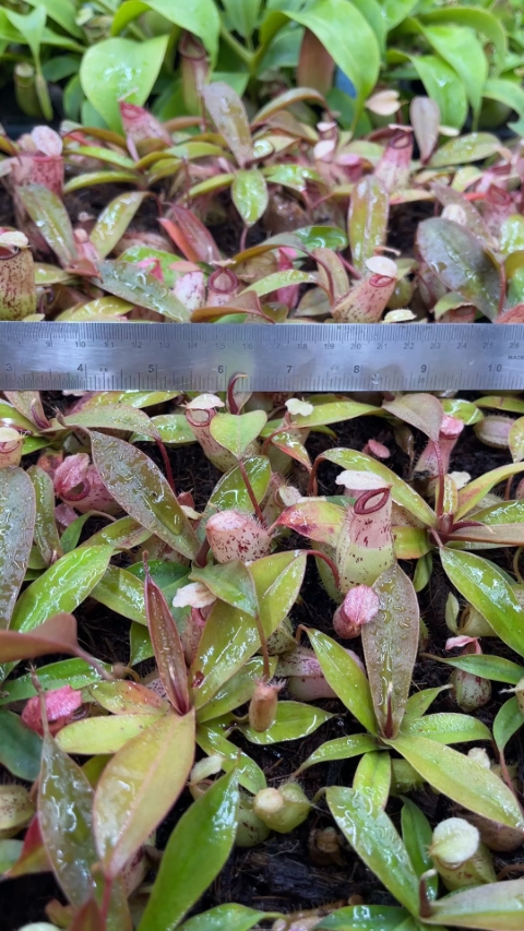 N. sibuyanensis x ampullaria – selected speckled clone