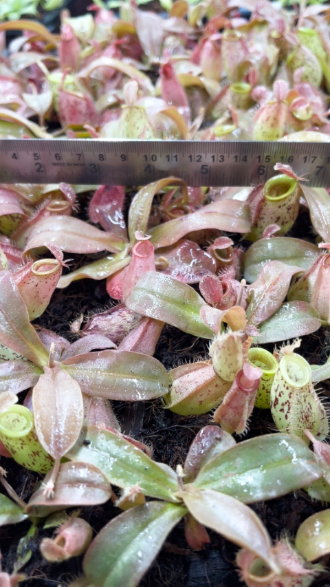 N. ampullaria - speckled