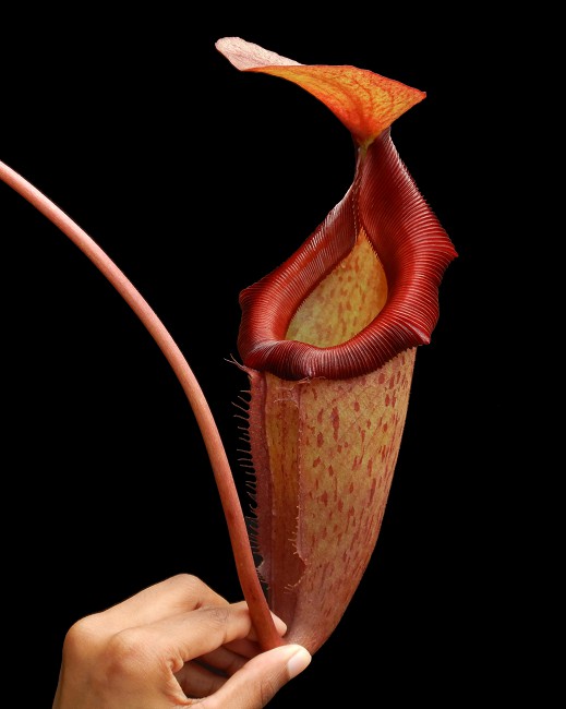 N. rajah x (burbidgeae x edwardsiana) – assorted clones