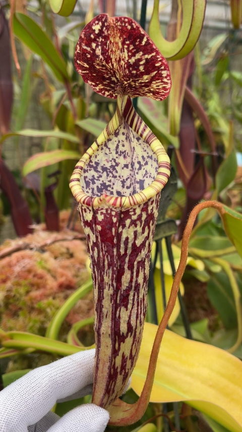 N. stenophylla – best selected clone