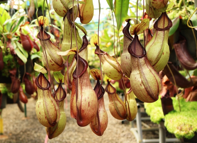 N. ‘Viking’ x hamata – assorted clones