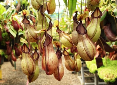 N. ‘Viking’ x hamata – assorted clones