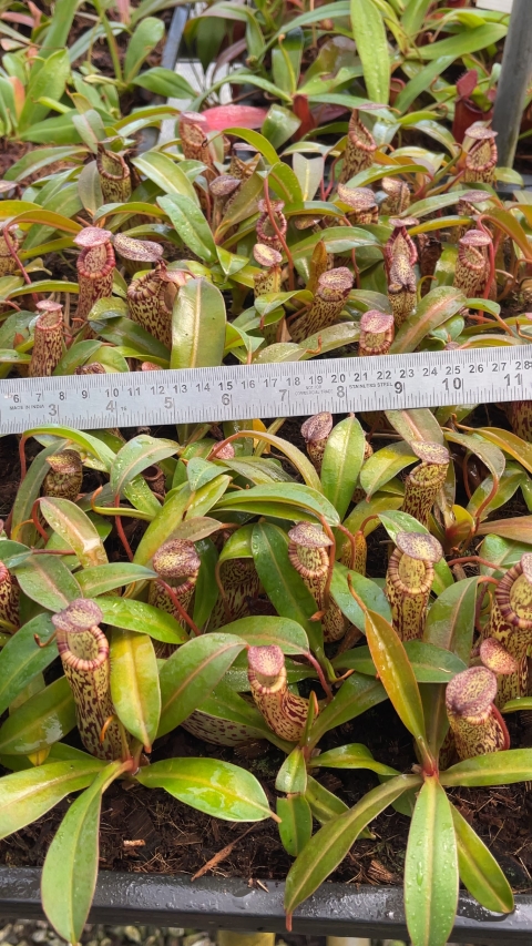 N. vogelii x ventricosa - selected clone