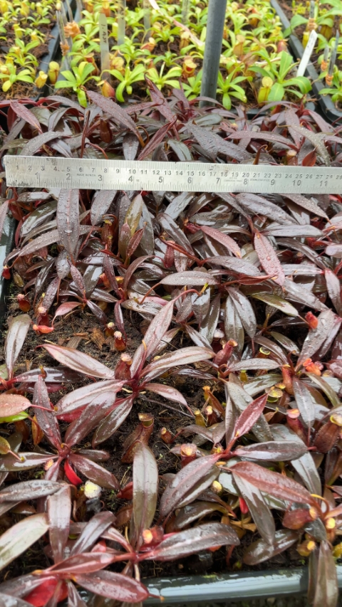 N. ceciliae - assorted clones