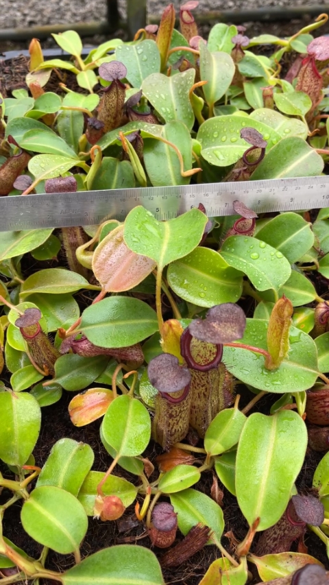 N. klossii x robcantleyi – assorted clones