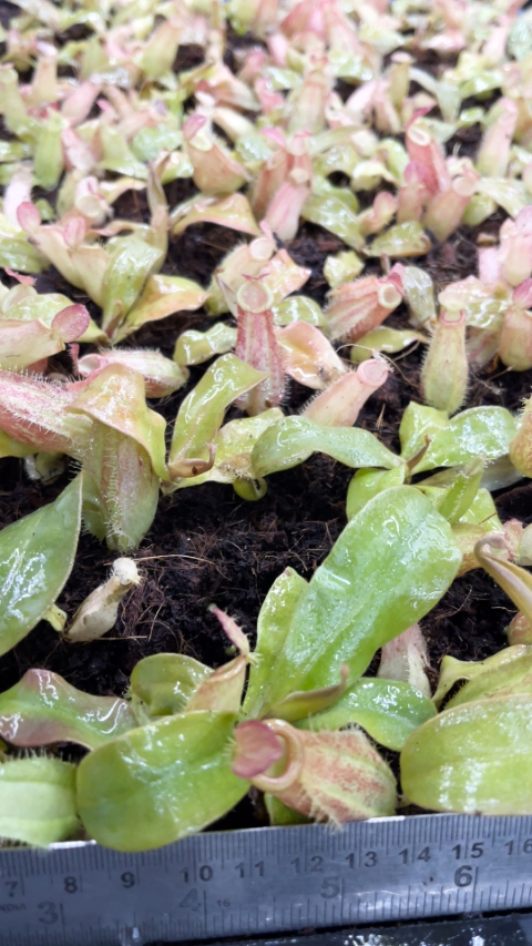 N. ampullaria 'Lime Twist'